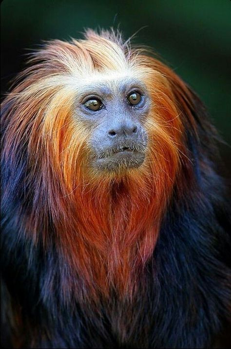 Monkey Golden Lion Tamarin, Regard Animal, A Monkey, Unusual Animals, Rare Animals, Cute Monkey, Endangered Animals, Primates, Animal Planet