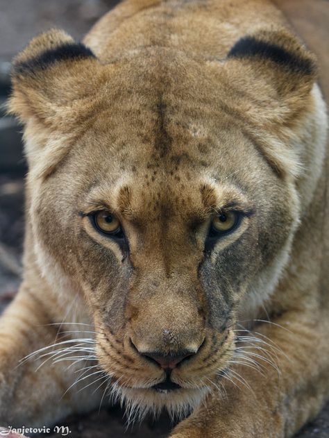 Lioness Growling, Lioness Energy, Lioness Roaring, Lioness Hunting, Lioness Images, Lioness Portrait, Lion Woman, Lioness Queen, Lion Book