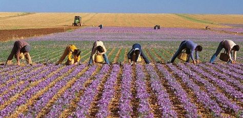 Spain: Saffron harvest. Saffron Fields, Saffron Health Benefits, Saffron Uses, Growing Saffron, Saffron Plant, Saffron Crocus, Saffron Flower, End Of Spring, Gothic Garden