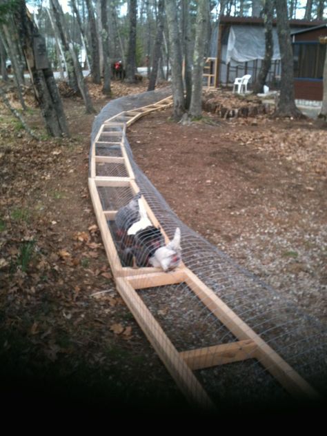 Chicken Tunnel, Chicken Tunnels, Cheap Chicken Coops, Urban Chicken Farming, Chicken Poop, Portable Chicken Coop, Urban Chickens, Best Chicken Coop, Chicken Coop Designs