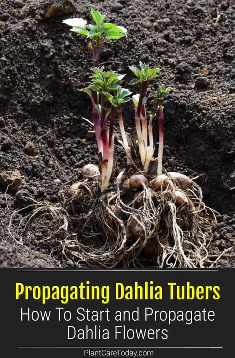 Dahlia tubers are widely used as a flowerpot plant. Propagating dahlia tubers is very simple. In this article we explain how to do it. Dahlia Tubers, Dahlias Garden, Growing Dahlias, Dahlia Flowers, Garden Calendar, Growing Plants Indoors, Garden Maintenance, Sustainable Garden, Gardening Advice