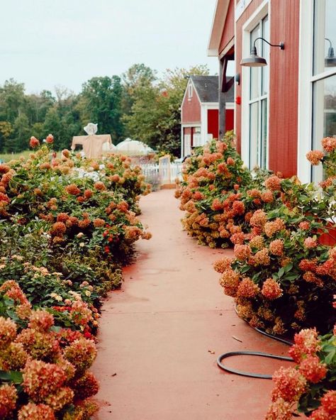 flowers Nantucket Fall Aesthetic, Nantucket Fall, Diy Flower Projects, Visit Philadelphia, Lifestyle Website, Hydrangea Bush, Hot Apple Cider, Big Kitchen, Pink Hydrangea