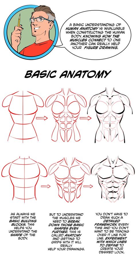 Male Anatomy Tutorial Step By Step, How To Draw Male Muscles, Muscle Torso Reference, How To Draw Torso Muscles, How To Draw Lady Muscles, Human Anatomy Study Art, Muscular Male Body Base Drawing, How To Draw The Male Body Anatomy, Make Torso Reference