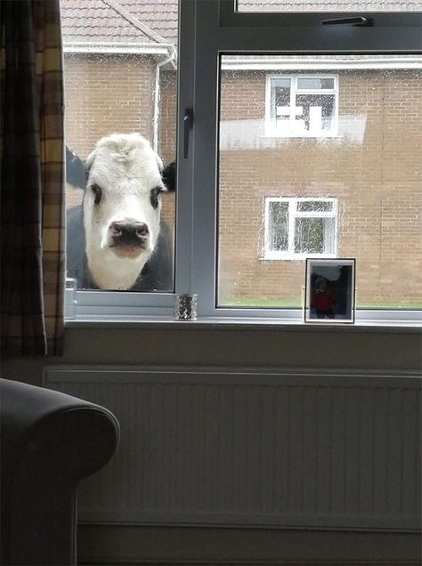 Cursed Photos Of Animals With Threatening Auras - Memebase - Funny Memes Fluffy Cows, Baby Cows, A Cow, Cute Cows, The Room, 귀여운 동물, Cute Funny Animals, Bored Panda, The Window