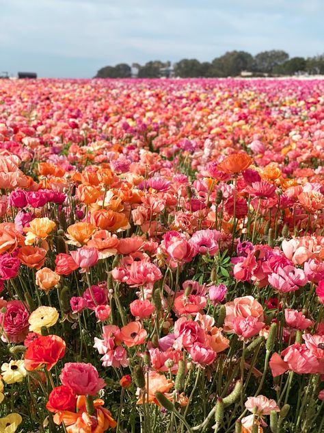 Carlsbad Flower Fields Floral Iphone Wallpaper, Carlsbad Flower Fields, Wallpaper Flower, Flower Gardens, Floral Iphone, Flower Field, Pretty Places, Photography Portfolio, Nature Wallpaper