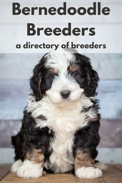 A directory of Bernedoodle breeders to find a Bernedoodle puppy Best Family Dog Breeds, Family Dogs Breeds, Bernedoodle Puppies, Doodle Dogs, Best Dogs For Families, Dog Crates, Bernedoodle Puppy, Rare Dogs, Hybrid Dogs