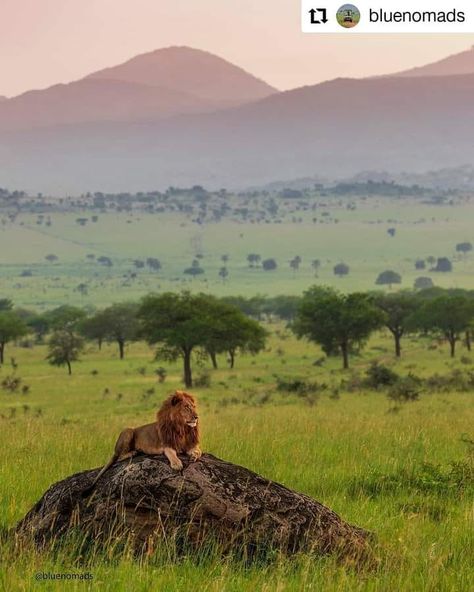 Breathtaking featured... - Predators in African Savannah | Facebook South Africa Wildlife, Rock Nature, Uganda Africa, African Savannah, Africa Wildlife, African Travel, Mountain Gorilla, Exotic Animals, Africa Safari