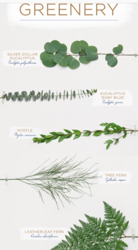 Types Of Leaves, Flower Guide, Flower Business, Floral Arrangements Diy, Flower Arrangements Diy, Flower Names, Sugar Flowers, Floral Garden, Flower Farm