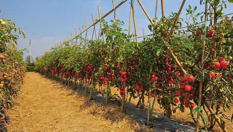 Tomato Support, Tips For Growing Tomatoes, Growing Tomato Plants, Tomato Vine, Types Of Tomatoes, Tomato Farming, Best Garden Tools, Growing Tomatoes In Containers, Grow Tomatoes