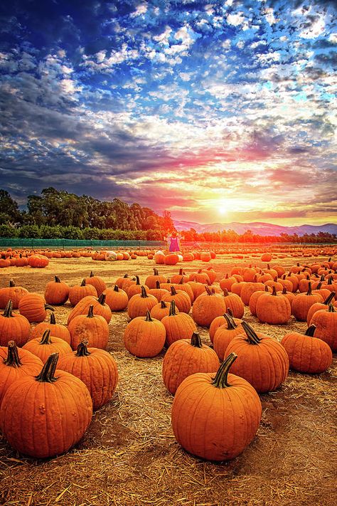 Pumpkin Field, Best Pumpkin Patches, Thanksgiving Background, Pumpkin Wallpaper, Thanksgiving Wallpaper, Autumn Magic, Autumn Scenes, Autumn Scenery, Fall Pictures