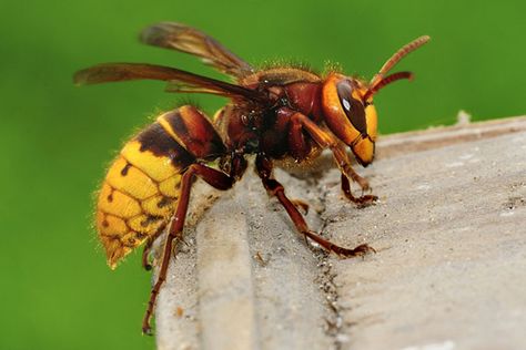 Recluse Spider Bite, Brown Recluse Spider Bite, Yellow Jacket Wasp, Wasp Insect, Types Of Ants, Brown Recluse Spider, Wasp Stings, Deer Ticks, Fire Ants