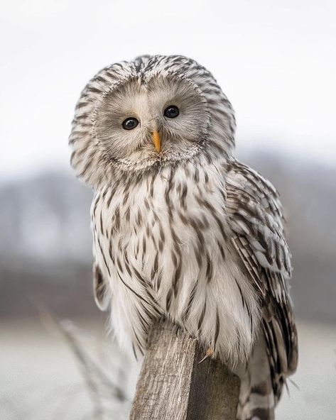 Cute Owl Drawing, Ural Owl, Birds Wallpaper Hd, Modern Birds, Owls Drawing, Owl Family, Owl Pictures, Beautiful Owl, Paws And Claws