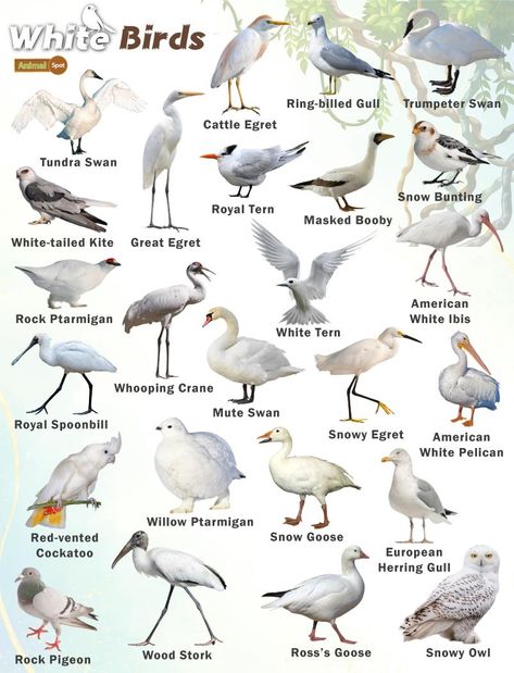 White Birds – Facts, List, Pictures Bird Species Chart, British Birds Identification, Birds Breeds, Facts About Birds, Tiny Baby Animals, Different Types Of Birds, Birds In Winter, Names Of Birds, Pig Breeds