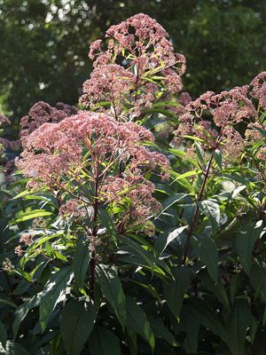 JH-"We use this to hide our air conditioning unit." Joe Pye Weed Attract butterflies to your garden with Joe Pye weed. It's a tough-as-nails perennial that will easily grow 7 feet tall. In late summer, the plant produces waves of nectar-rich pink flowers that butterflies love. Joe Pye weed thrives in moist, rich soil. Name: Eupatorium purpureum Zones: 3-9 Tall Perennial Flowers, Joe Pye, Big White Flowers, Late Summer Flowers, Garden Backdrops, Perennial Border, Border Plants, Tall Flowers, Have Inspiration