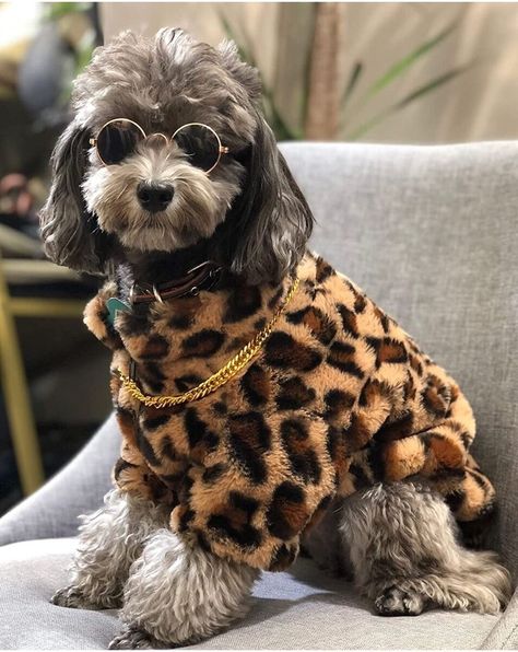 New! Dog Leopard Print Jacket Pet Coat Clothes Puppy Cat Stylish LG fits S-M + Bonus was just added to eBay. Check it out! #eBay #eBaySeller https://ebay.us/ApoYVH Puppy Winter, Puppy Jacket, Winter Puppy, Dog Winter Coat, Leopard Jacket, Leopard Print Jacket, Small Puppies, Dog Jacket, Winter Dog