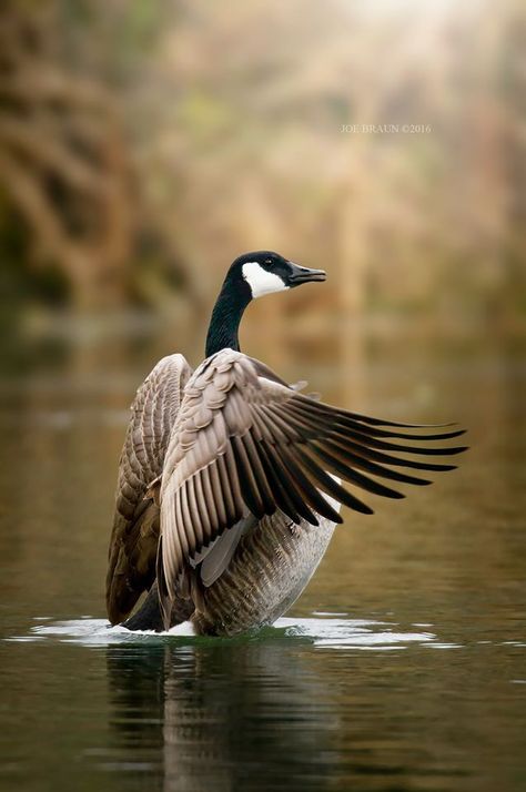 Canadian Goose Facts About Ducks, Geese Photography, Aesthetic Bird, Whitetail Deer Pictures, Canadian Animals, Duck Photo, Canadian Wildlife, Amazing Birds, Canadian Goose