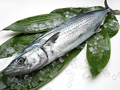 Mackerel Fish, Spanish Mackerel, Birthday Tattoo, Best Sushi, Beer Brewery, Sushi Restaurants, Cuisine Recipes, Best Chef, Beer Brewing