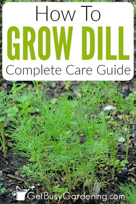 Dill Plant Care, Planting Dill, Growing Dill, Grow Dill, How To Grow Dill, Lily Plant Care, Okra Fries, Easy Herbs To Grow, Gardening Hacks