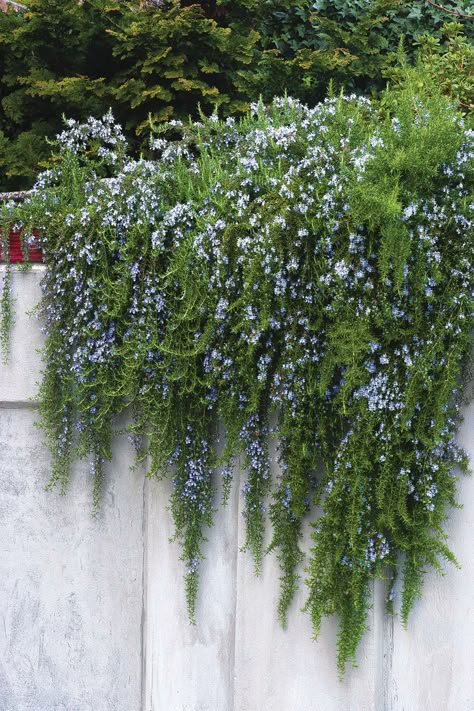 Creeping Rosemary, Vertical Herb Gardens, Cornwall Garden, Courtyard Plants, Planting Combinations, Fine Gardening, Succulent Gardening, Front House, Mediterranean Garden