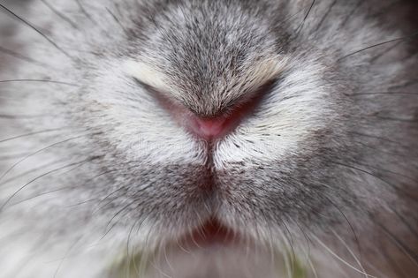 Rabbit mouth and nose. Abstract macro , #Aff, #mouth, #Rabbit, #nose, #macro, #Abstract #ad Rabbit Symbolism, Tattoos Pets, Rabbit Nose, Pet Tattoo Ideas, Pet Drawing, Rabbit Photos, Bunny Tattoos, Rabbit Tattoos, World Birds