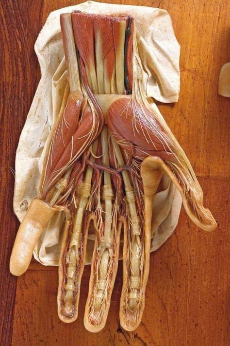 Bolesti Chrbta, Basic Anatomy And Physiology, Human Body Anatomy, Medical School Essentials, Muscle Anatomy, Human Anatomy And Physiology, Human Anatomy Art, Hand Therapy, Medical Anatomy