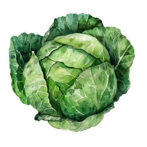 A delicate watercolor depiction of a green cabbage stock photos Lettuce Tattoo, Nutrition Painting, Cabbage Painting, Cabbage Drawing, Cabbage Watercolor, Cabbage Illustration, Texture Artwork, Farmer Market, Painting Garden