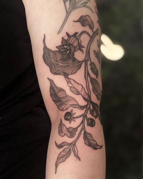 Belladonna Flower Tattoo, Belladona Flower Tattoo, Bella Donna Tattoo, Deadly Nightshade Tattoo, Belladonna Tattoo, Nightshade Tattoo, Belladonna Flower, Ivy Tattoo, Tat Ideas