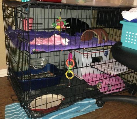 Dog kennel turned bunny rabbit mansion :) Use wire storage cubes to piece together a second level (tie with zip ties) and two of the cube pieces for steps to the second level. Rabbit Mansion, Diy Bunny Cage, Diy Guinea Pig Cage, Airline Pet Carrier, Ferret Cage, Diy Dog Kennel, Rabbit Cages, Bunny Cages, Storage Cubes