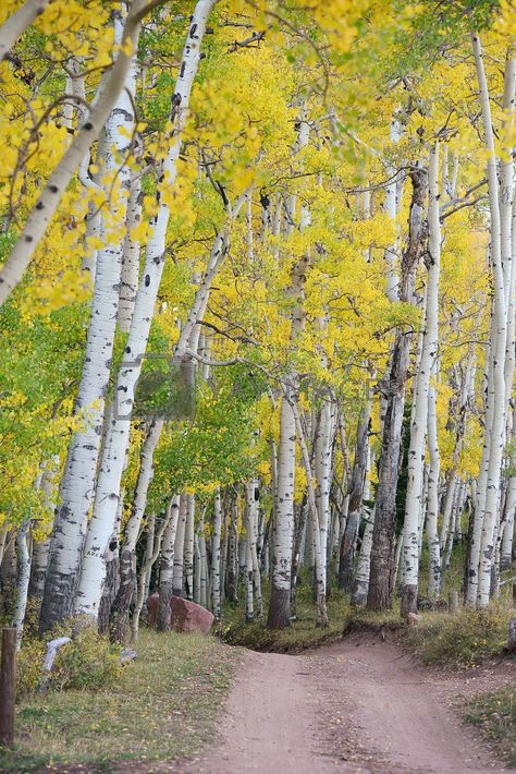 Quaking Aspen Tree, Fall Aspen Trees, Fall Aspen Trees Painting, Fall Aspen Trees Colorado, Aspen Tree, Aspen Trees, Image Illustration, Aspen, Vector Illustration