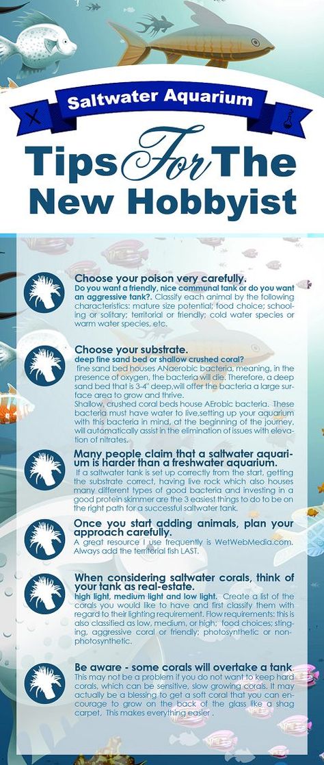 Tips For Saltwater Aquarium Saltwater Tank Setup, Saltwater Aquarium Beginner, Best Aquarium Filter, Dream Aquarium, Salt Water Aquarium, Aquarium Tips, Aquarium Filters, Saltwater Aquariums, Saltwater Aquarium Fish