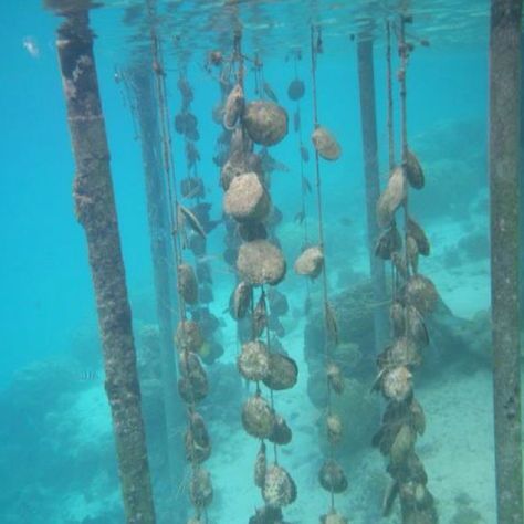 Black Pearl Farm off coast of Bora Bora Pearl Farming, Tahiti Pearl, Odd Facts, Fantasy World Building, Lodge Ideas, Japanese Pearls, Jewel Of The Seas, Pearl Farm, Cool Creatures