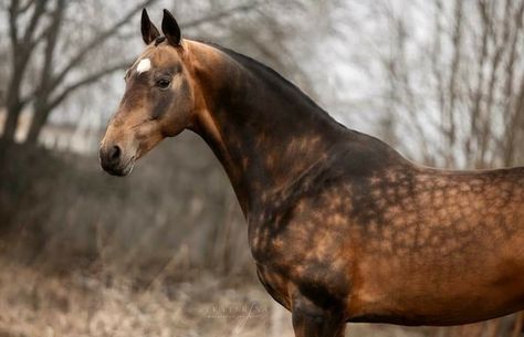 Ahal Teke, Buckskin Horse, Akhal Teke Horses, Rare Horses, Horse Story, Akhal Teke, Savannah Cat, Horse Aesthetic, Pretty Horses