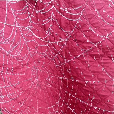 michaelgrr | spider web | pink + water drops Water Drops, Spider Web, Pink Background, Hot Pink, Water, Red, Pink, White