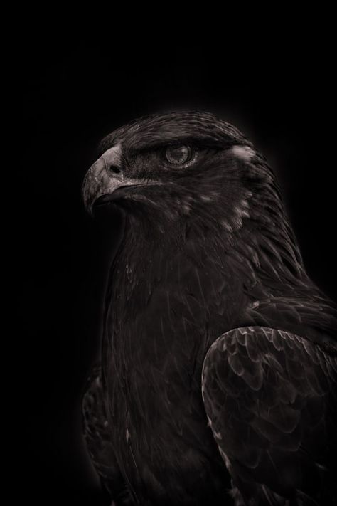 Imam Mahdi Painting, Low Key Portraits, Birds Photography Nature, Old Warrior, Eagle Images, Eagle Wallpaper, Eagle Pictures, Chinese Aesthetic, Black Paper Drawing