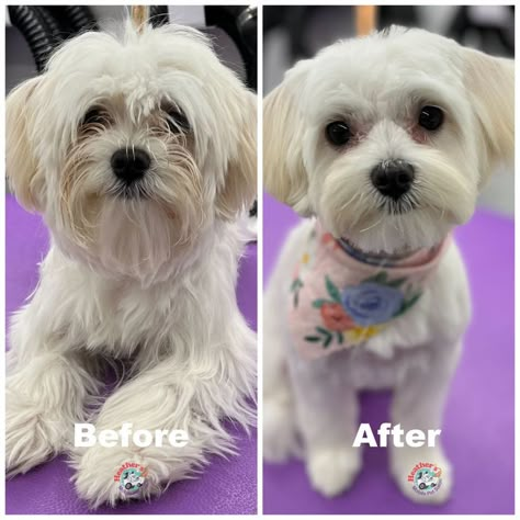 Haircut For Dogs, Itchy Dog Spray, Yorkie Poo Haircut, Morkie Haircuts, Maltese Dogs Grooming, Yorkie Puppy Cut, Cotton De Tulear, Maltese Dogs Haircuts, Maltese Haircut