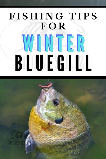 Winter bluegill fishing can be very fun and productive if you know how to fish for them. This article from fishingskillz.com lays out 5 of the best tips for fishing for bluegill during the cold winter months. So bundle up and get out there and do some winter bluegill fishing! #bluegill #fishing #fishingtips #fishingskillz Bluegill Bait, Bluegill Fishing, Crappie Fishing Tips, Trout Fishing Tips, Fishing For Beginners, Bass Fishing Tips, Crappie Fishing, Fishing Techniques, Freshwater Fishing