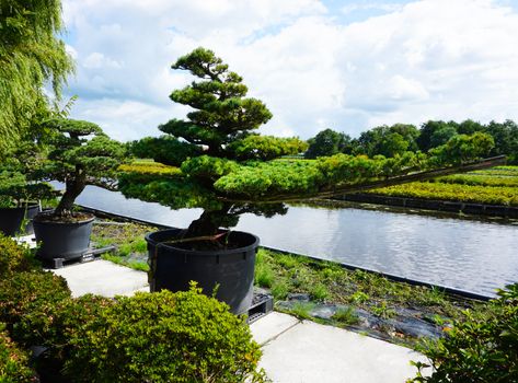 Pinus Parviflora, Japanese White Pine Garden Trees - YO41010001 Ornamental Pine Trees, Japanese White Pine, Japanese Trees, Japanese Stone Lanterns, Japanese Bonsai Tree, Pine Garden, Pine Bonsai, Japanese Tree, Japanese White