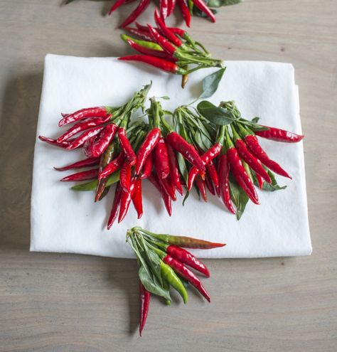 Thai Chili Peppers - small in size and high in heat. There are at least 79 separate varieties of chili that have appeared from three species in Thailand. Thai Chili Peppers, Thai Red Chili, Thai Peppers, Thai Chili Pepper, Red Thai, Thai Chili, Chilli Peppers, Pepper Spice, Hot Pepper Sauce