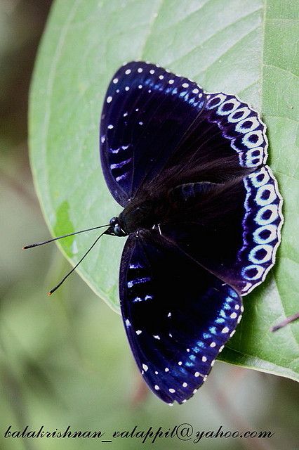 POPINJAY Stibochiona nicea Churaibari in Tripura Most Beautiful Butterfly, Cool Insects, Moth Caterpillar, Butterfly Species, Flying Flowers, Cool Bugs, Butterfly Photos, Beautiful Bugs, Butterfly Pictures