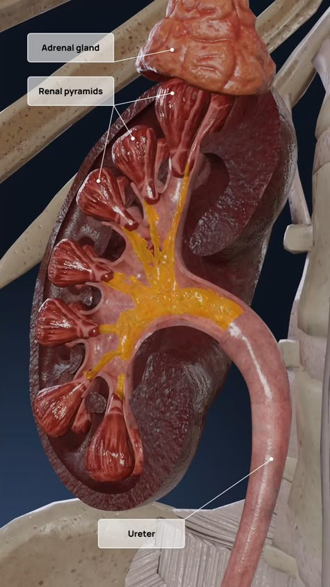 Have you ever wondered how your body cleans your blood and turns waste into urine? Your kidneys are the incredible filters working 24/7 to keep your system healthy. But what’s really happening inside these vital organs? Let’s take a closer look in stunning 3D!  Using VOKA 3D Anatomy & Pathology, you can now visualize this incredible process in action. Watch the anatomy of the kidneys and their parts come to life, helping you understand how these organs keep your body functioning. Whether you’re a medical student, healthcare professional, or just curious about the human body, this is a must-see!  #Kidneys #HumanBody #Anatomy3D #UrineProduction #MedicalEducation #HealthScience #3DVisualization #LearnAnatomy #KidneyHealth #BloodFiltration #VOKA3D Inside The Body Anatomy, Kidney Working Model, Kidney Images, Medical Videos Anatomy, Bone Structure Anatomy, Kidney Model, Kidneys Anatomy, Atlas Anatomy, Human Body Organs Anatomy