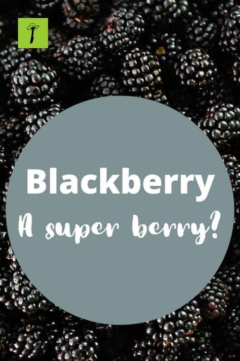 Health Benefits of Blackberries Blackberry Health Benefits, Blackberry Benefits, Bay Leaf Tea, Benefits Of Berries, Apple Plant, Raw Beets, Blackberry Recipes, Healthy Fruit, Healthy Digestive System