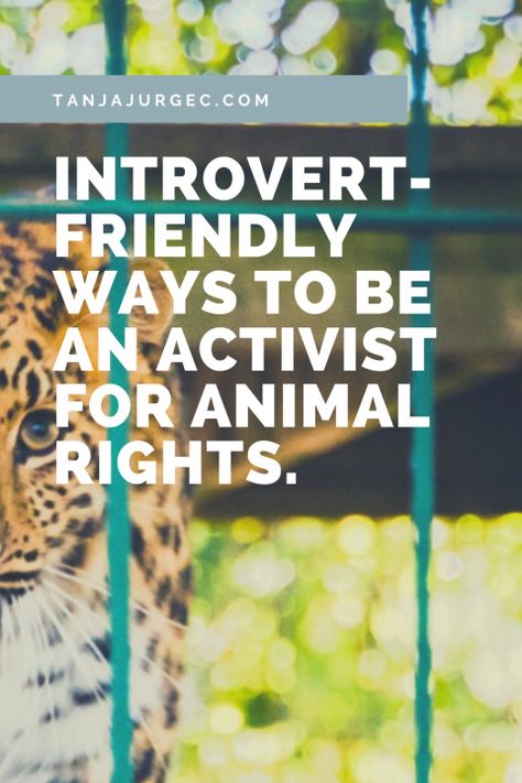 Introvert-friendly ways to be an activist for animal rights. • by Tanja Jurgec Vegan Tips, Non Human, Pet Organization, Farm Sanctuary, Animal Rights Activist, Environmental Conservation, Writing About Yourself, Animal Photos, Eco Friendly Living