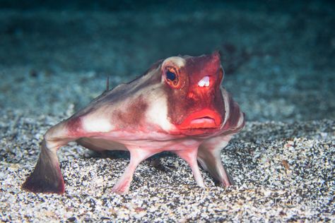 Red Lipped Batfish, Crazy Nature, Crafts Animals, Quotes Light, Aesthetic Forest, Animals Pictures, Photography Makeup, Makeup Quotes, Water Photography