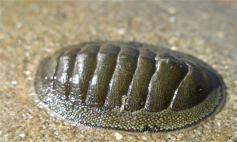 PHYLUM MOLLUSK CLASS POLYPLACOPHORA chiton Oceanography Marine Biology, Cnidaria, 3d Printing News, Molluscs, Ct Scan, Biology Notes, Life List, Oceanography, The Cinema