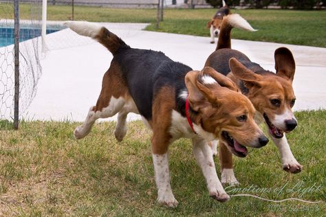 Beagle Rescue Delivers Nine Dogs From the Lab to Loving Homes (VIDEO) Joyful heart soaring video♥ Beagle Facts, Beagle Rescue, Beagle Funny, Lab Dogs, Animal Advocacy, Love Home, Humane Society, Animals Friends, Fresh Air