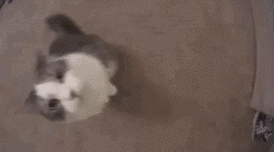 This cat who out-booped a human. | 23 Cats Who Won 2015 Cat Gifs Discord Banner, Gif Pfp For Discord Funny, Cat Header Gif, Cat Gifs Discord, Cute Cat Banner, Cat Gif Wallpaper, Cat Banner Gif, Cat Gif Banner, Cat Banner Discord