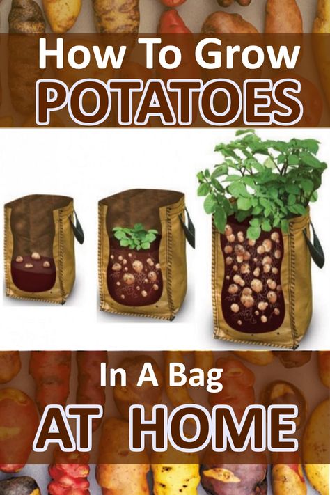 Today we will show you how to grow a lot of potatoes in a small space at home.  Using a bag in this demonstration you will plant the potato seeds inside.  Throughout the coming weeks you will be surprised just how fast the potatoes will grow.  Fast Growing Plants is right! #gardening #potatoes #kitchen #homeandgarden #gardeningforbeginners #garden #indoorgarden #homegarden #gardeningideas Planting Potatoes In Bags, Potatoes Dinner Recipes, Potato Dinner Recipe, Potato Dinner Recipes, Gardening Potatoes, When To Plant Potatoes, Potato Towers, Growing Vegetables From Seeds, Salad Potato