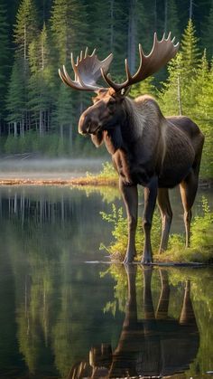 Moose Tattoo For Women, Moose Images, Moose Pics, Nature Photography Animals, Holy Spirit Tattoo, Moose Pictures, Comedy Wildlife Photography, Wild Animal Wallpaper, Spirit Tattoo