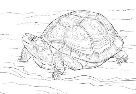 Tortoise Drawing, Turtle Coloring, Eastern Box Turtle, Turtle Quilt, Turtle Coloring Pages, Botanical Line Drawing, Turtle Drawing, Cartoon Drawings Of Animals, Pencil Drawings Of Animals