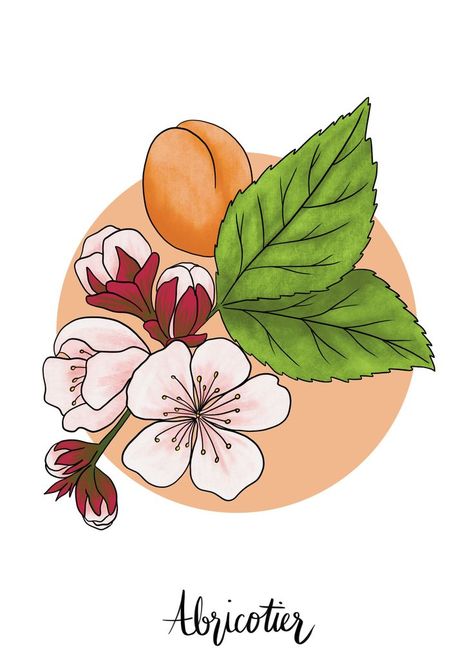 Abricotier / Apricot Illustration #floralillustration #fruitillustration #kitchenart #fruitdrawings #japanesestyleprint #print #wallartkitchen Apricot Tattoo, Apricot Tree, Fruit Illustration, Tree Illustration, Tree Tattoo, Floral Illustrations, Kitchen Art, Kitchen Wall Art, Apricot